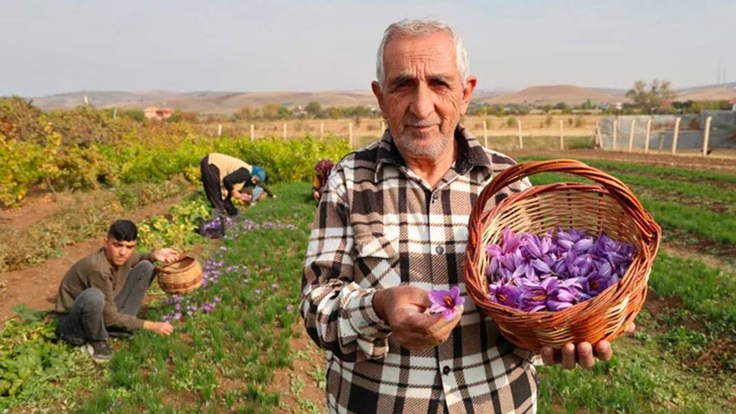 Dünyanın en pahalı baharatı! 3 yıl önce Türkiye'de keşfetti...Kilosunu 200 bin liradan satıyor 17